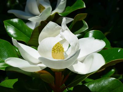 Magnolia grandiflora